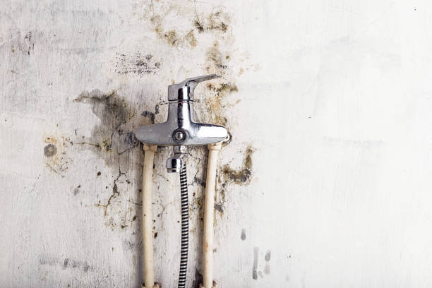Best Preventive Mold Services in American Fork, UT