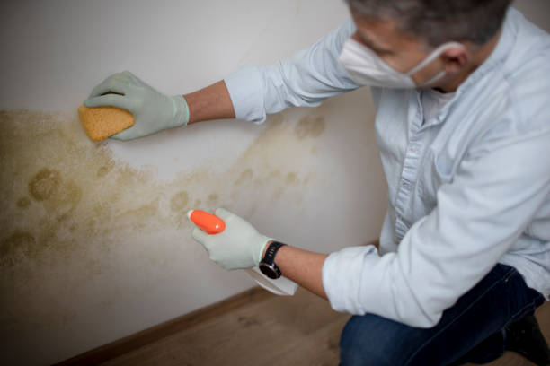 Best Residential Mold Remediation in American Fork, UT