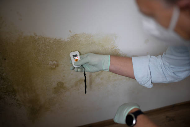 Best Commercial Mold Remediation in American Fork, UT